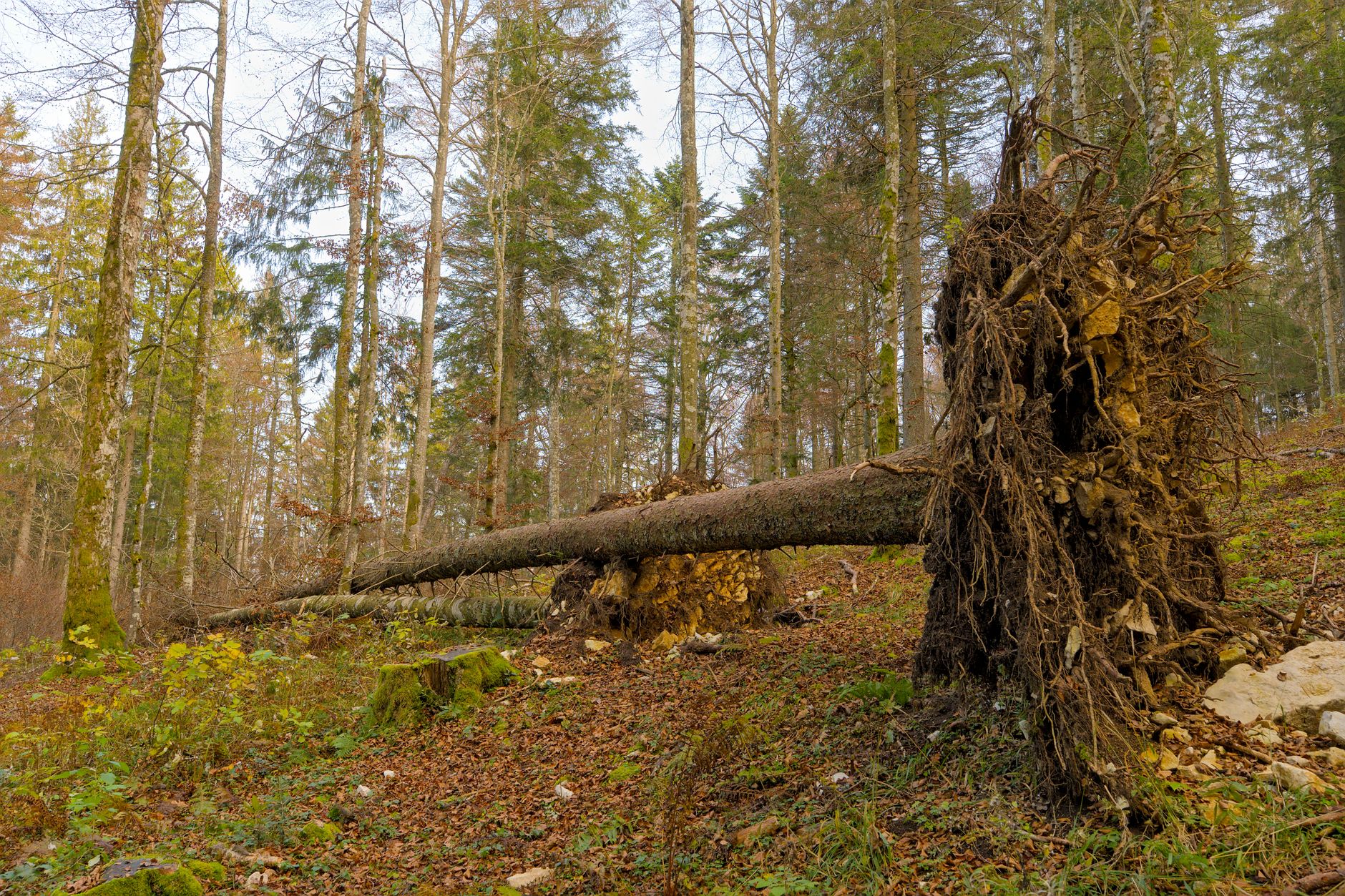 Enlèvement arbre urgence à Cachan